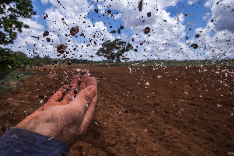Seeds sown over field.