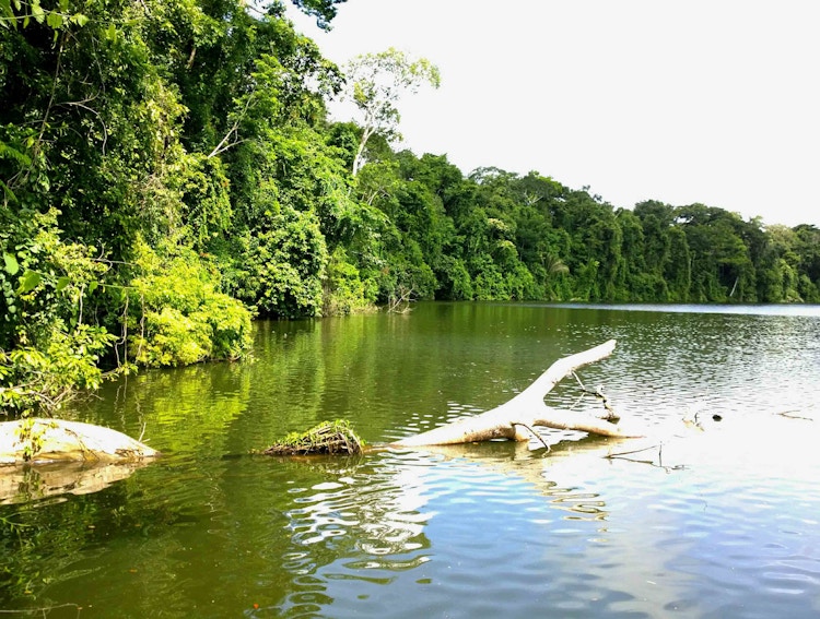 Bilde av kroksjøen Cocha Salvador i Manu nasjonalpark