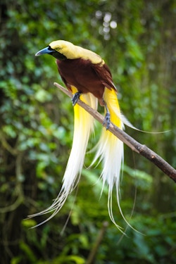 Fugl sitter på et gren. Foto.