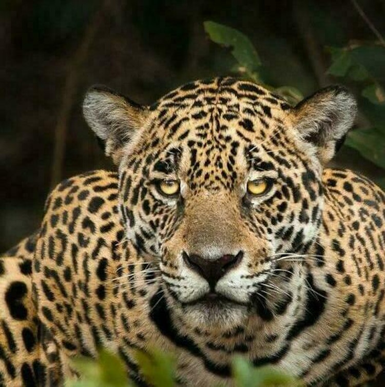 Jaguar sitter og ser inn i kamera. Foto.