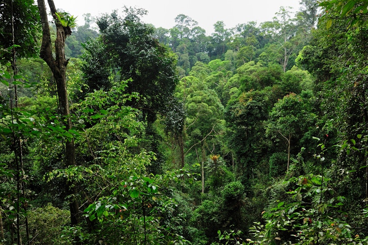 Tett regnskog i Indonesia