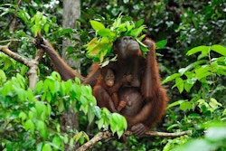 To orangutanger sitter i et tre og bruker en grein som paraply for å dekke seg for regnet.