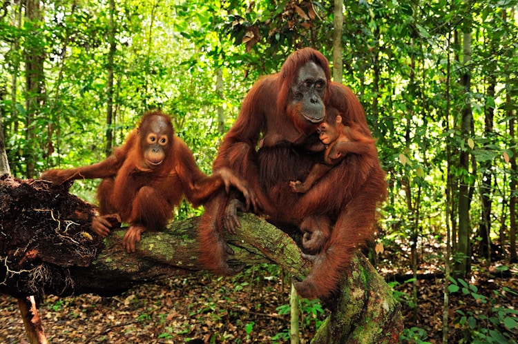 Tre orangutanger sitter på en trestamme i regnskogen.