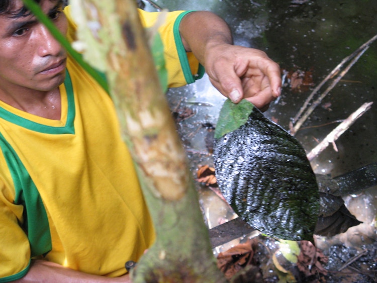 Mann holder opp blad med oljesøl på