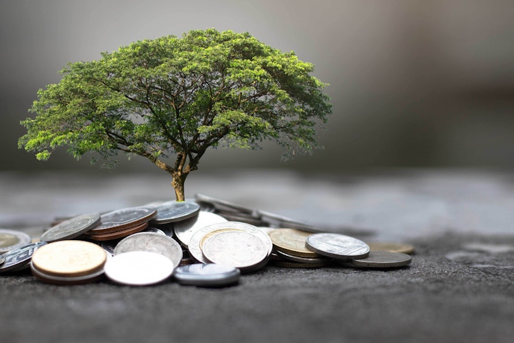 Tre vokser ut fra en haug med mynter. Foto.