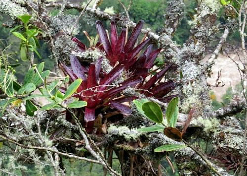 Bilde av bromelia som vokser på et tre.