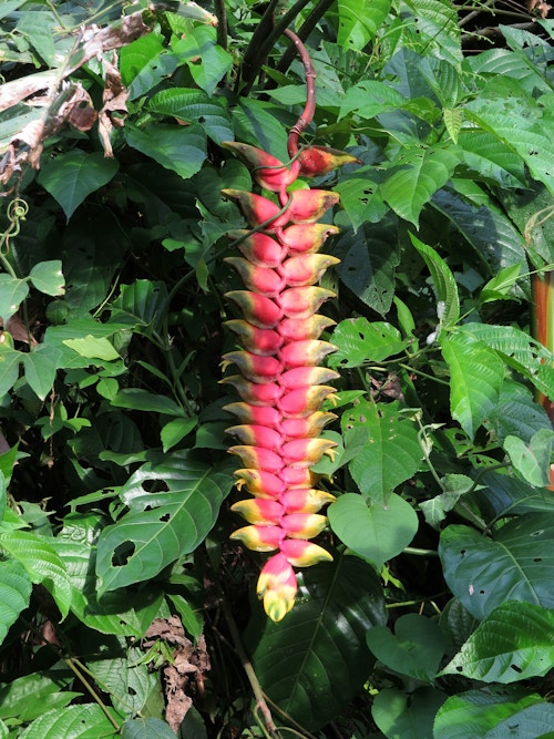 Bilde av en heliconia-blomst.