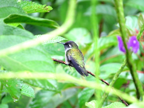 Bilde av en kolibri.