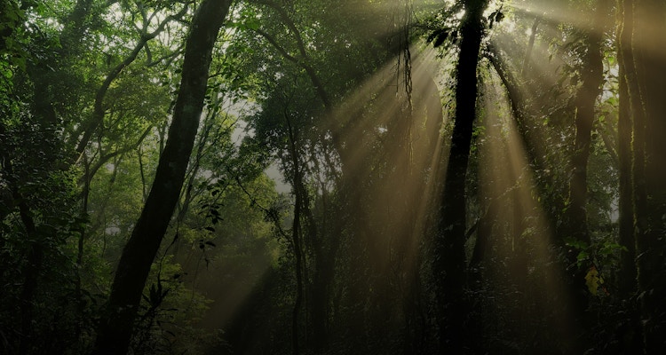 Tett regnskog med høye trær. Noen spredte solstråler presser seg gjennom trærne.