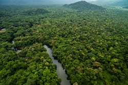 Arial view of rainforest with river running through it. Photo.